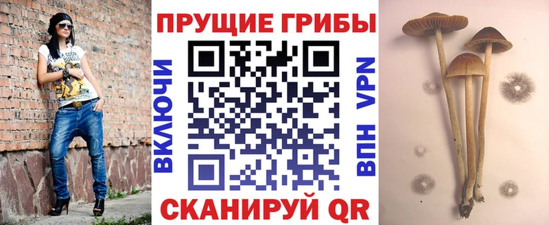 Псилоцибиновые грибы Cubensis наркота Луза